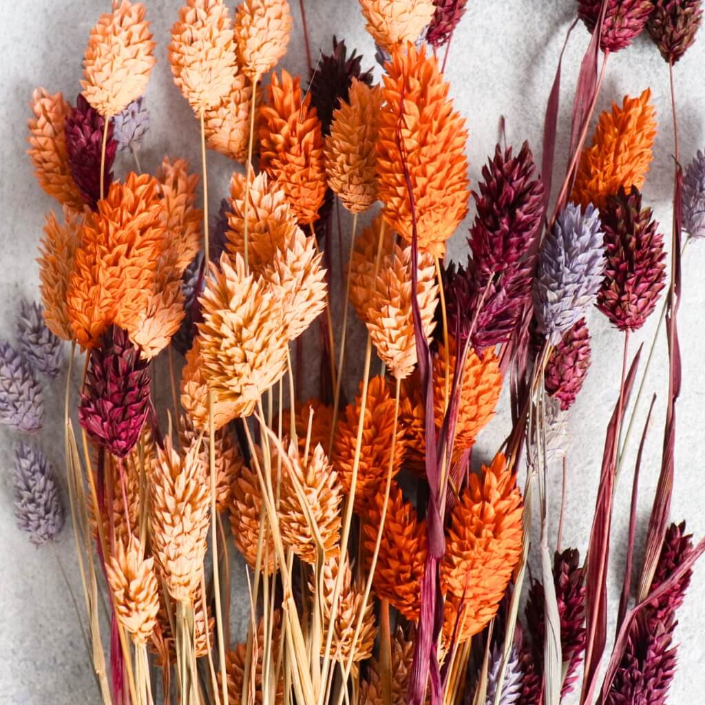 Sušený Phalaris Chrastice – mix barev, ideální pro kreativní dekorace, vázy a věnce